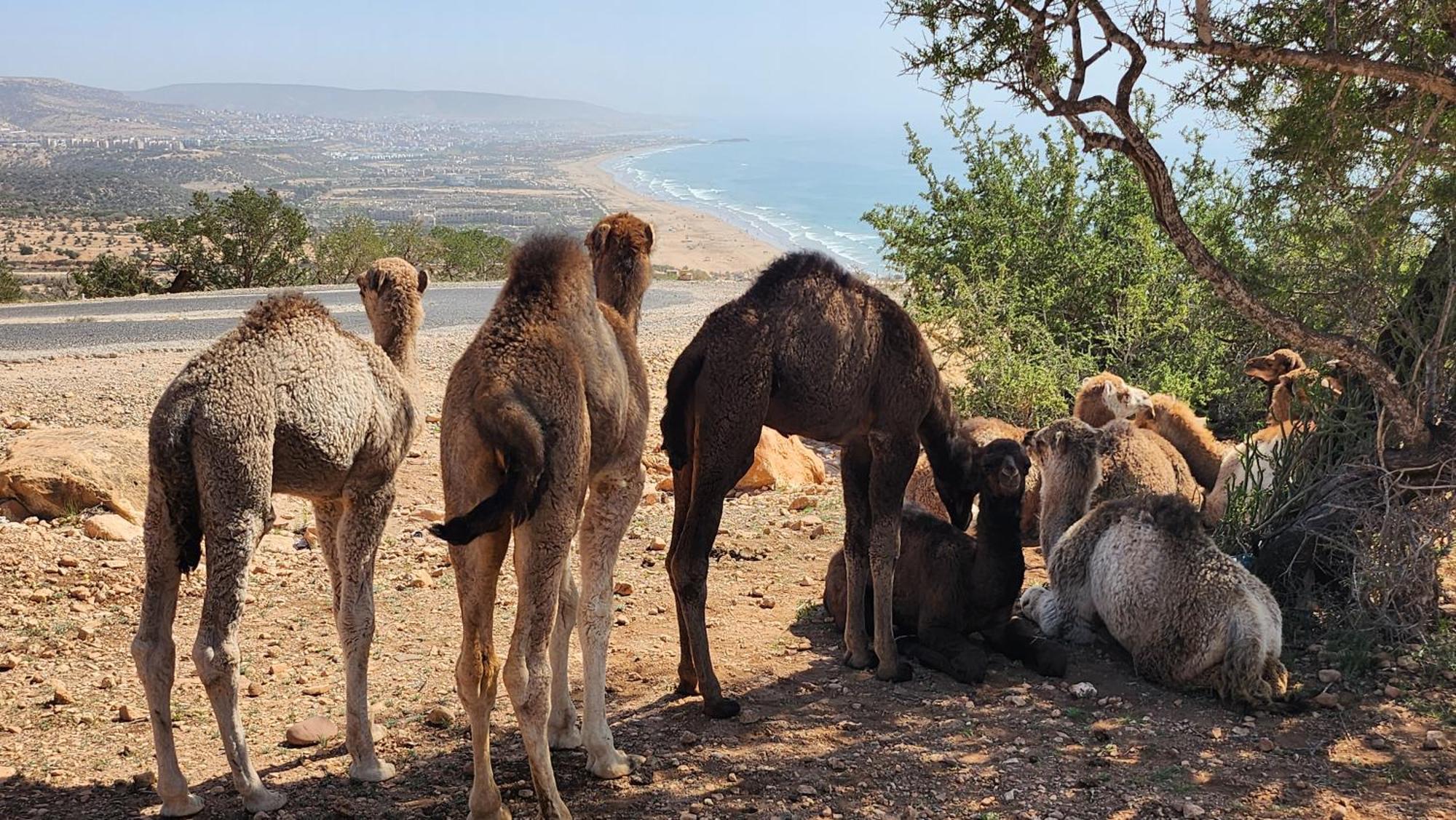 Taghazout Panoramic Apartment Luaran gambar